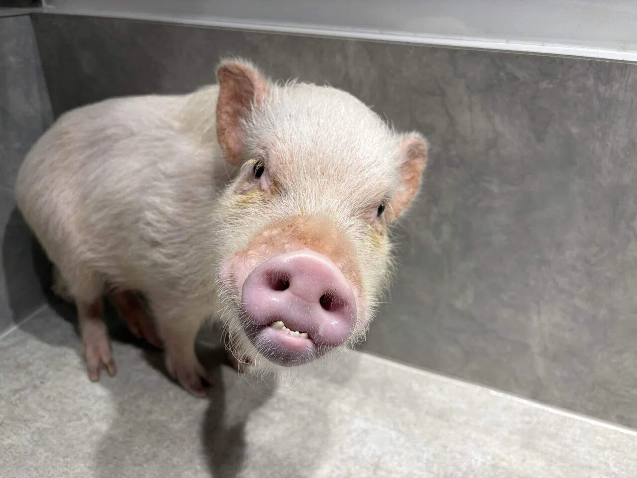 005 ポットベリーとは？マイクロブタの【豆知識①】｜pignic