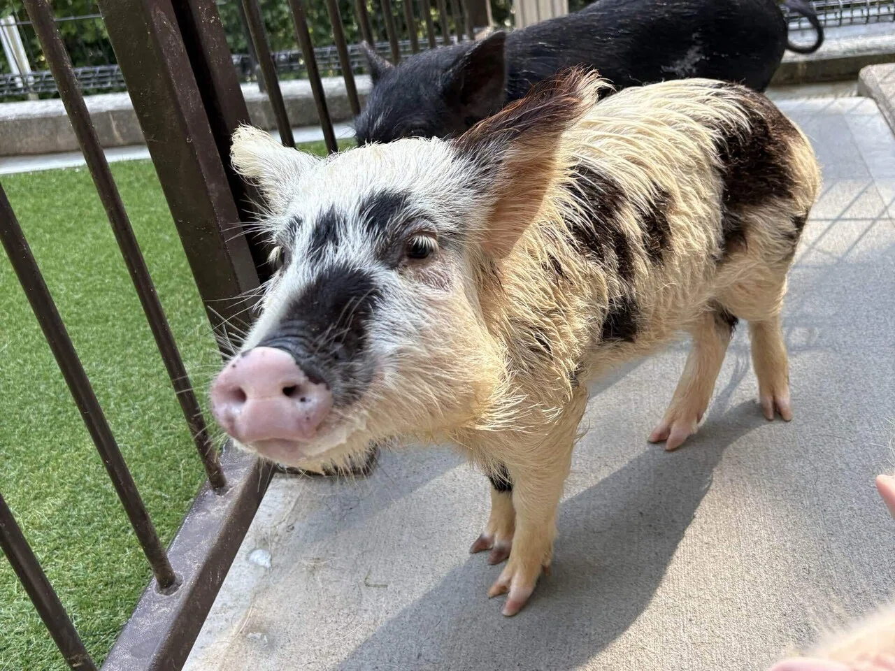 005 ポットベリーとは？マイクロブタの【豆知識①】｜pignic