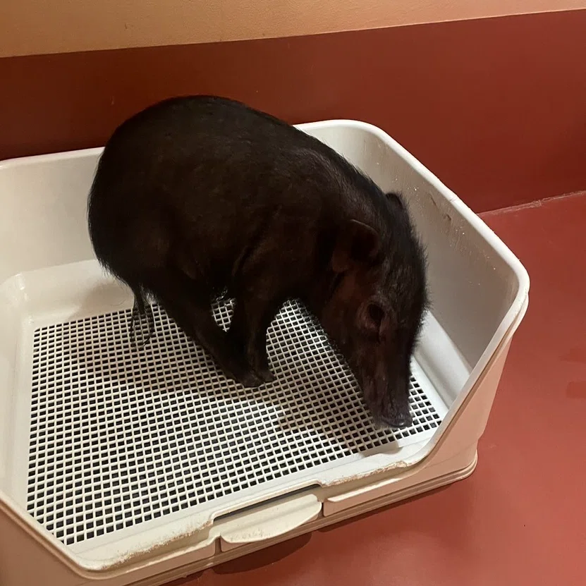 005 ポットベリーとは？マイクロブタの【豆知識①】｜pignic