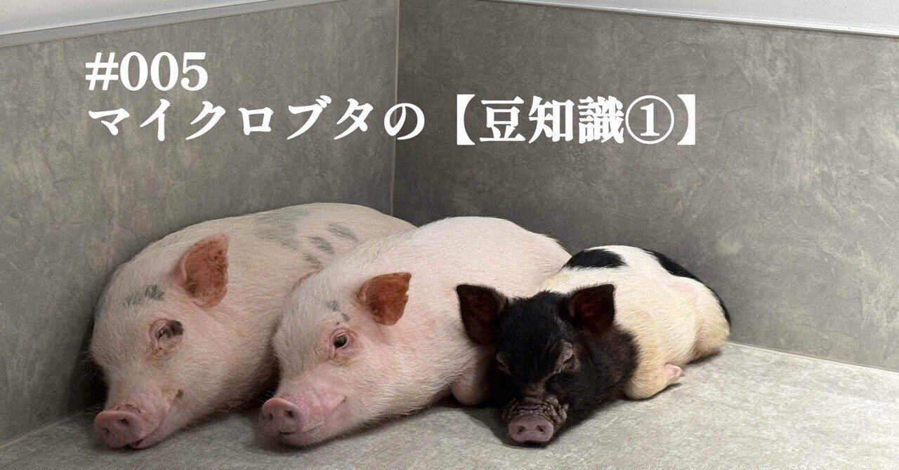 005 ポットベリーとは？マイクロブタの【豆知識①】｜pignic