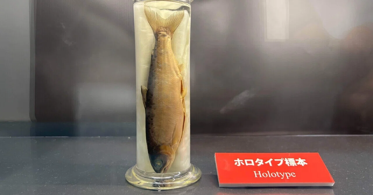 淡水魚から見る世界の湖沼ー琵琶湖博物館企画展示｜IWAO 博物館巡りの