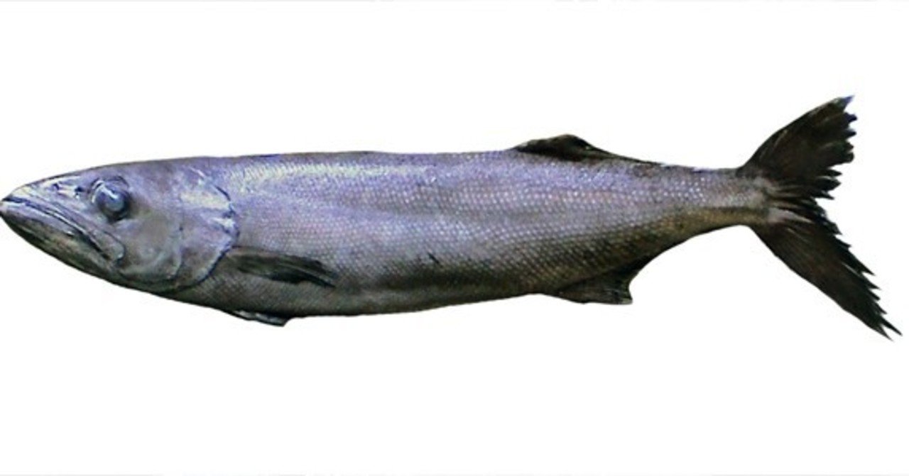 絶品非食用魚バラムツー食べたければオムツを履け Hide Note