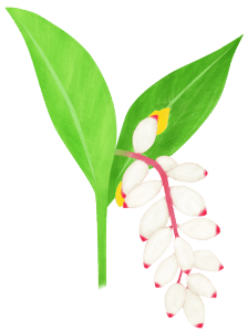 印刷 かすみ 草 イラスト 無料ダウンロードpng画像 印刷 かすみ 草 イラスト 無料ダウンロードpng画像