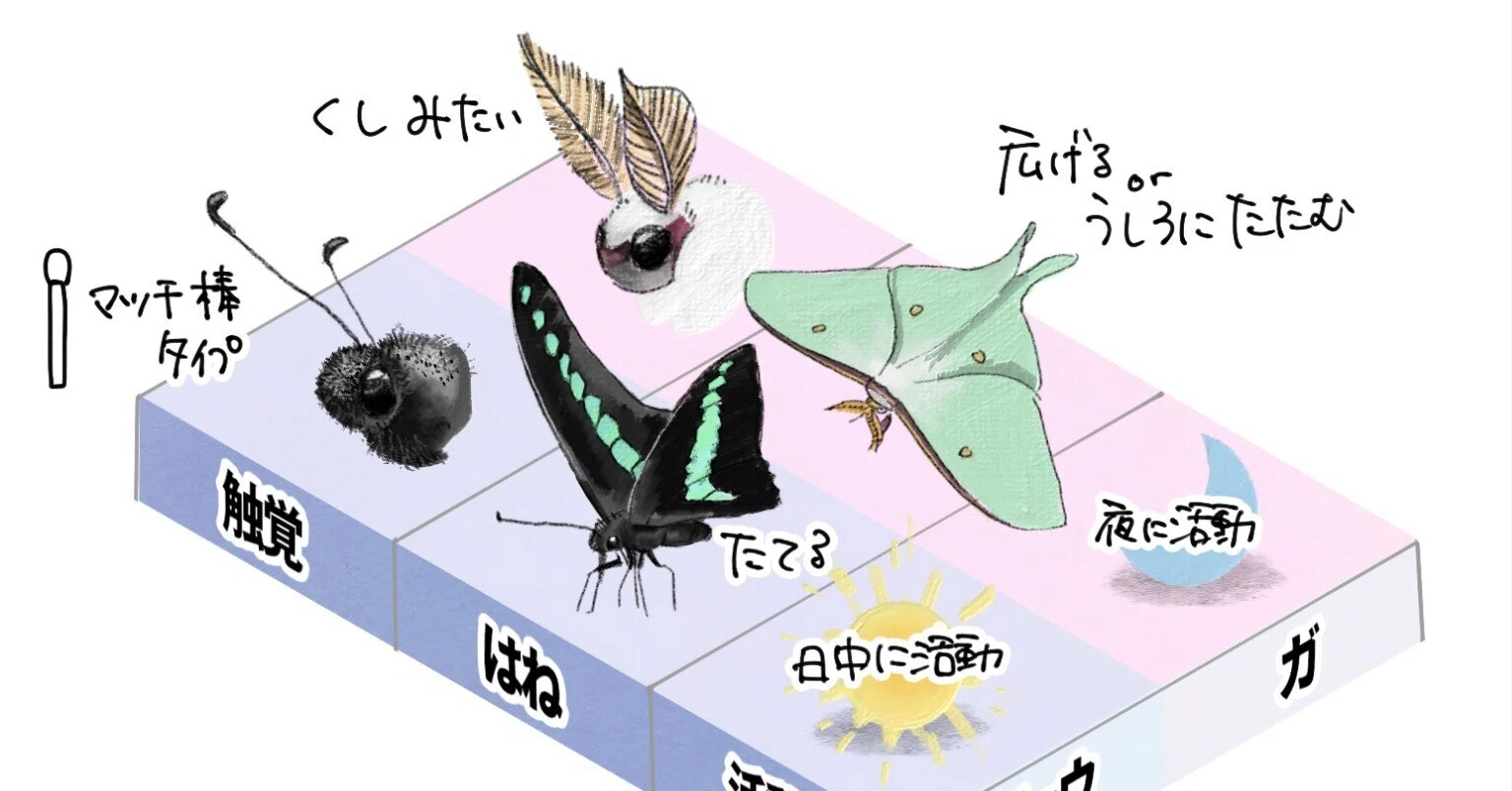 チョウとガの違いは、あいまい？｜くますけ｜自然ガイド・クリエイター