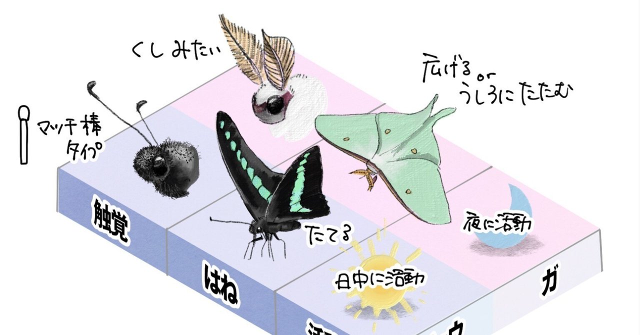 チョウとガの違いは、あいまい？｜くますけ｜自然ガイド・クリエイター