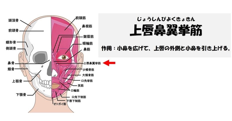 小鼻の広がりの左右差を治す骨格矯正 その4 Revisionginza Note 小鼻の広がりの左右差を治す骨格矯正 その4 Revisionginza Note