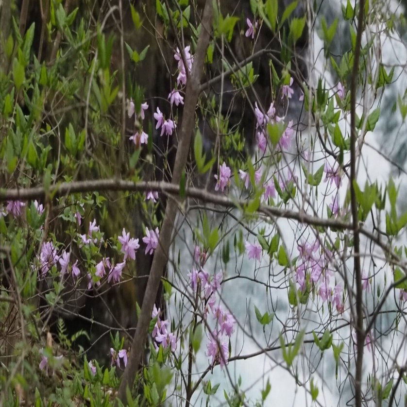 167．名勝 吾妻峡のホンミツバツツジ｜sasayan