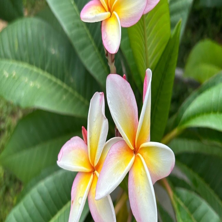 プルメリア 幹太3.5約1.1メートル　ガーデニング　カットや交渉可 はじめての、その先へ #68 パキラとプルメリアの種取りから種まきまで