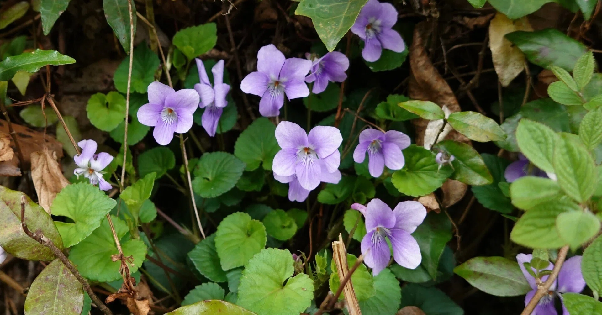 タチツボスミレ Viola grypoceras｜noteスミレの部屋 – Violets of Japan
