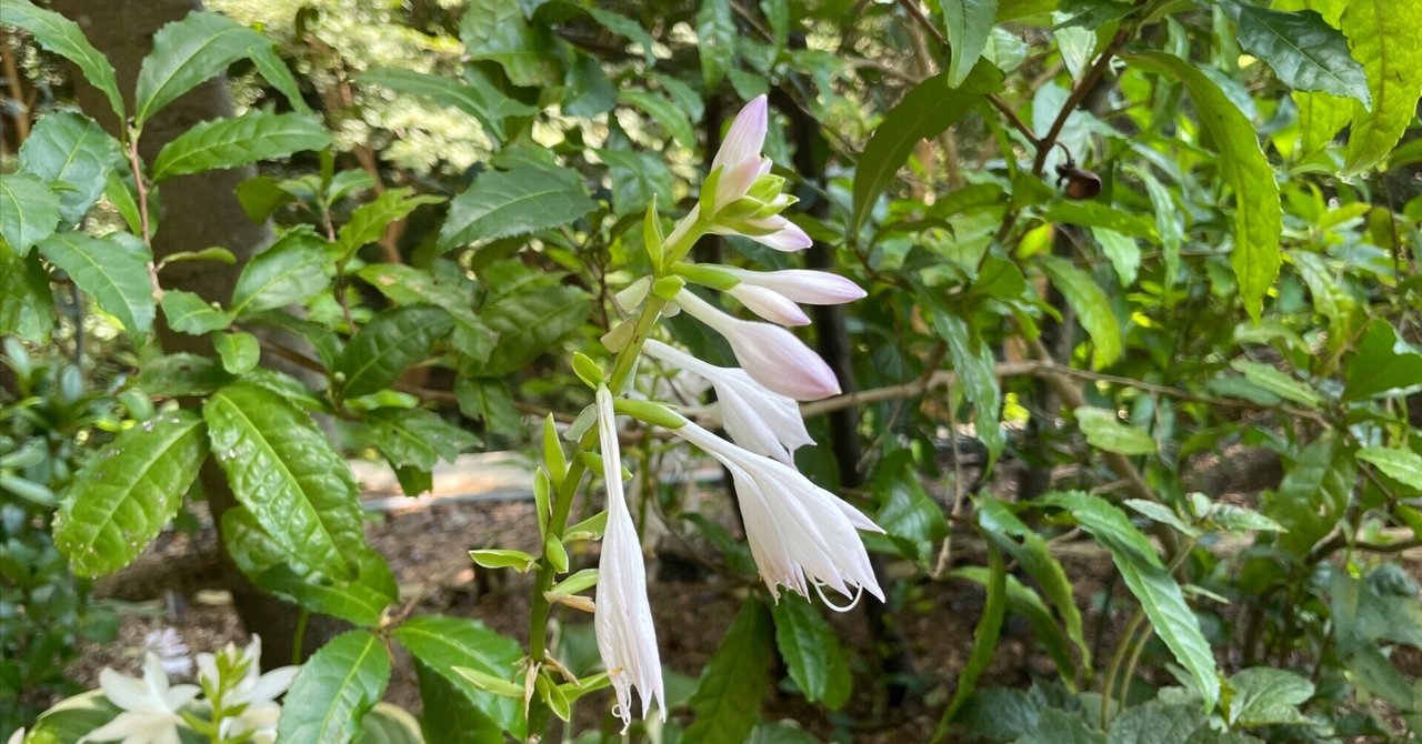 9月全般リーディング by オーストラリアン・ブッシュ 9月全般リーディング by オーストラリアン・ブッシュ