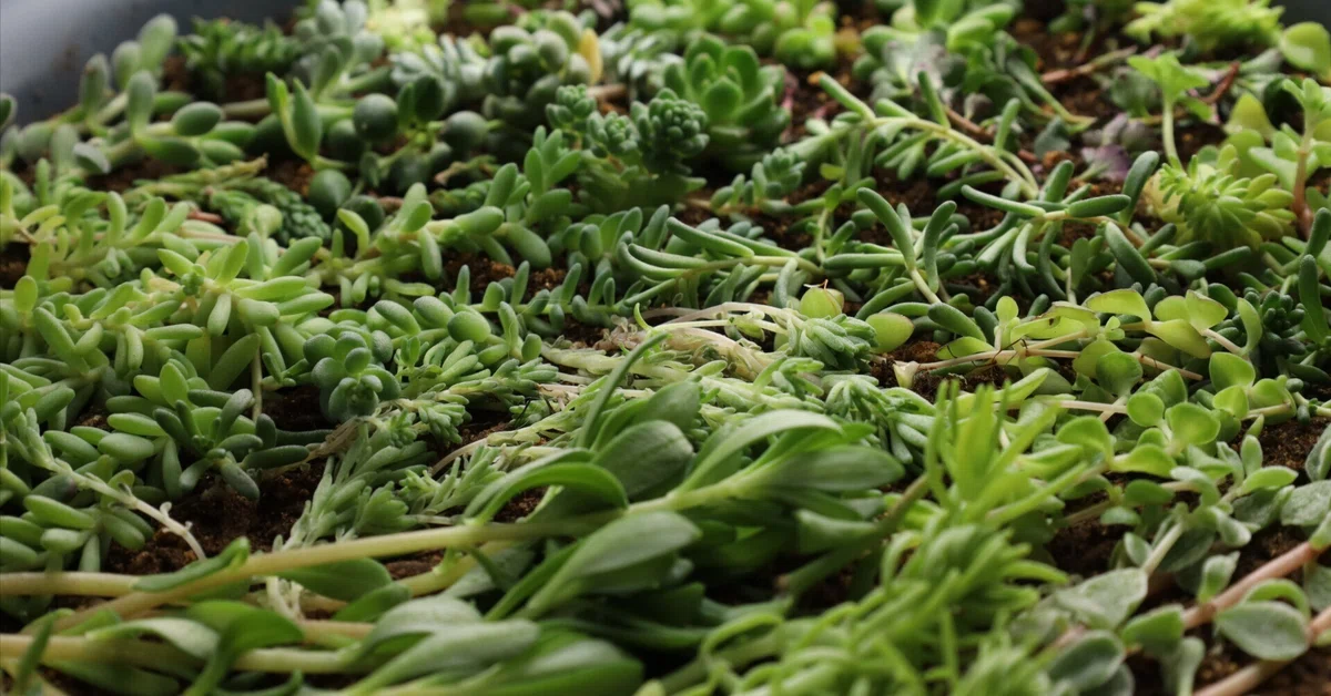 多肉植物 リトルビューティー 8個 カット苗 セダム 多肉植物