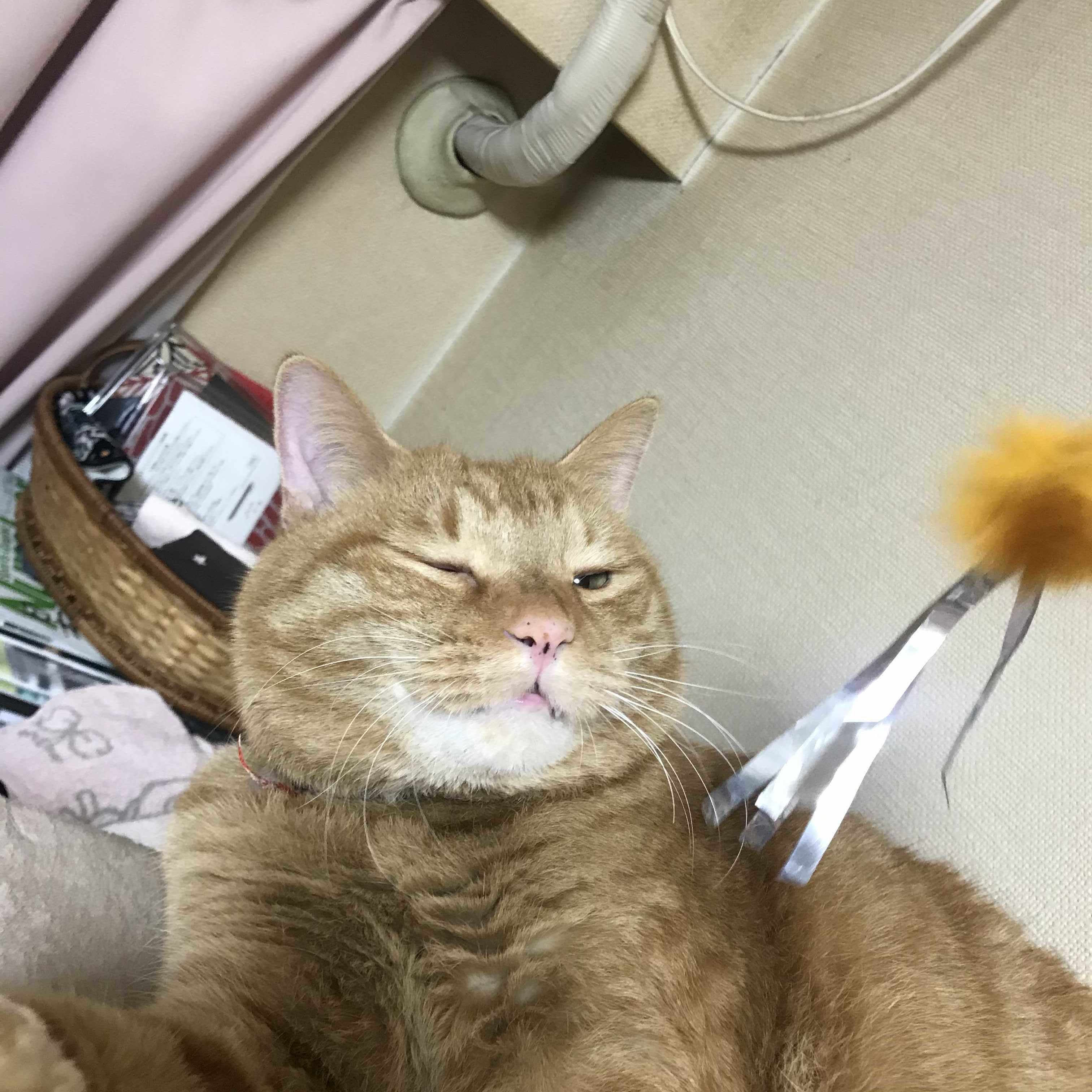 チャットとモンチー はたけ Note チャットとモンチー はたけ Note