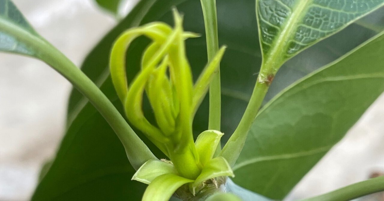 447〓希少モウリリ エリプチカ Mouriri elliptica 熱帯果樹