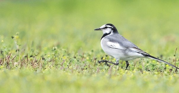 NEIGHBORHOOD bird ハチドリ バード ロンT ネイバーフッド NEIGHBORHOOD bird ハチドリ バード ロンT ネイバーフッド メンズ
