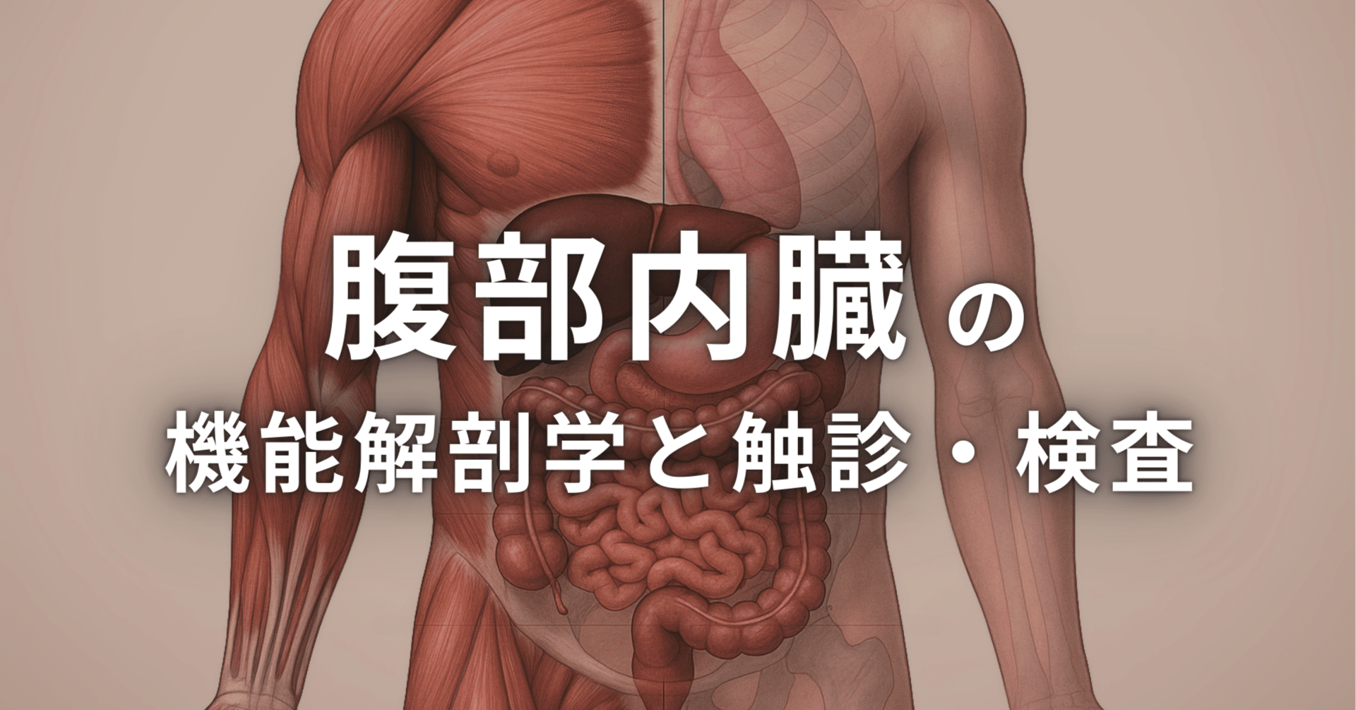 腹部内臓の機能解剖学と触診・検査｜理学療法士による臨床のためのnote