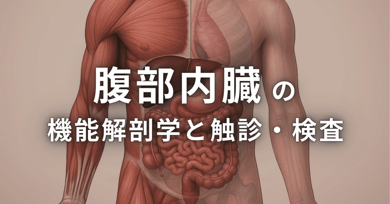 臨床解剖学ノート　腹部編（II） 臨床解剖学ノート 腹部編（II）