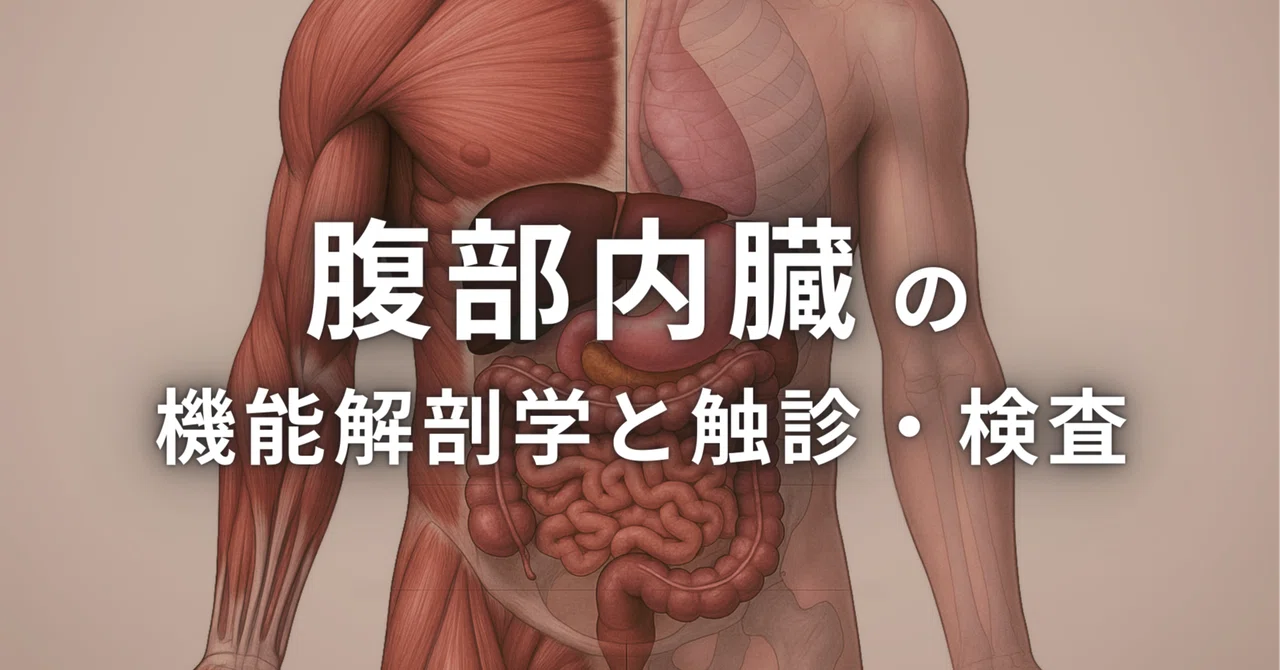 臨床応用のための画像解剖学 バトラー ミッチェル ヒアリー著 臨床応用のための解剖学 臨床応用のための画像解剖学 医師