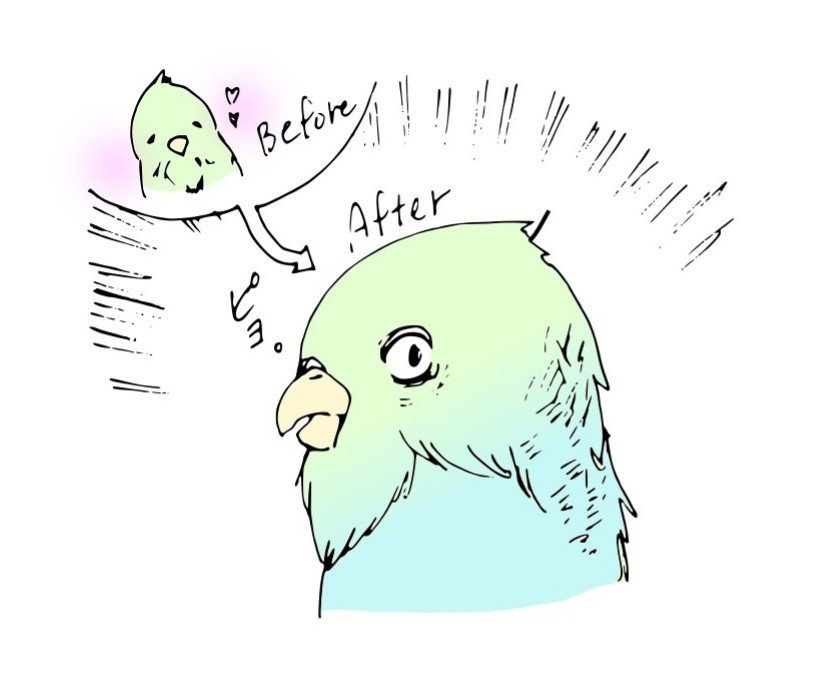 我が家のインコブーム Pyonnu Note 我が家のインコブーム Pyonnu Note