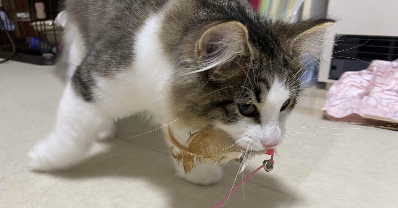 365日癒やされる、「猫口・ω・」なdieci cat🐱。｜something