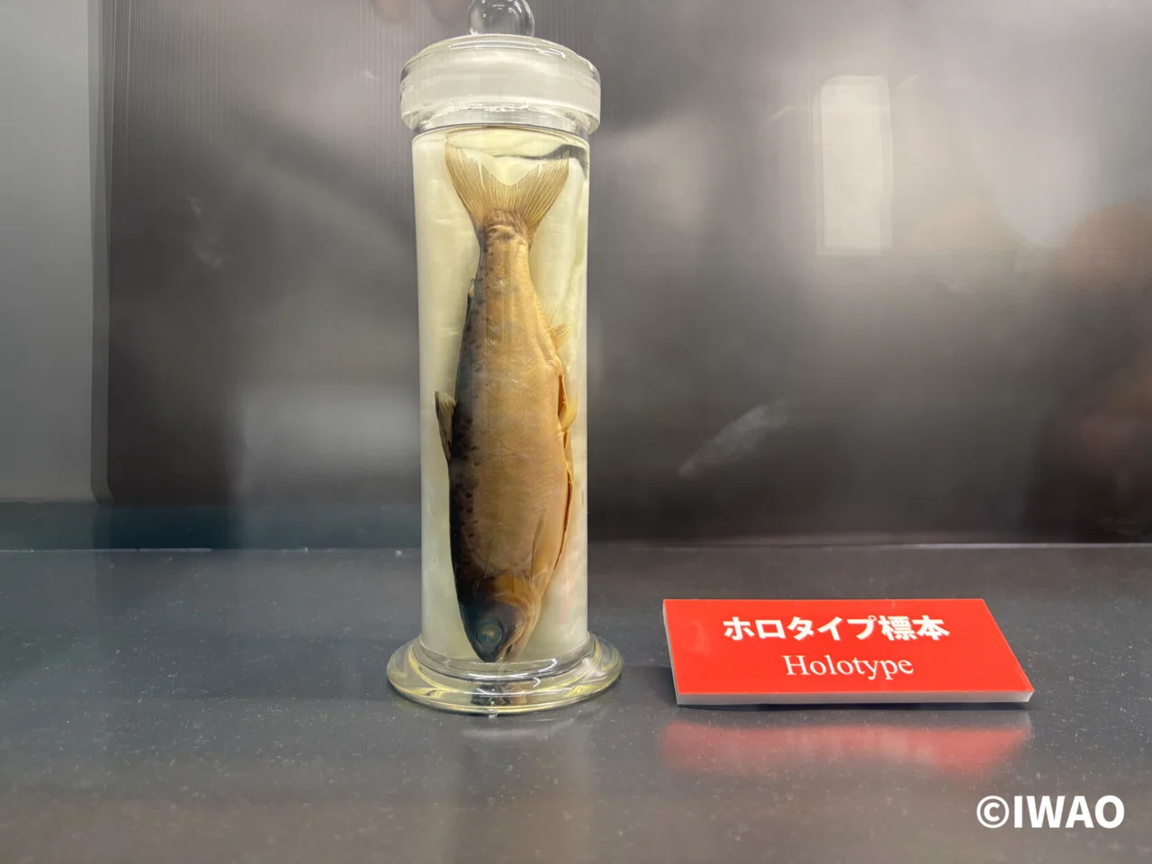 淡水魚から見る世界の湖沼ー琵琶湖博物館企画展示｜IWAO 博物館巡りの