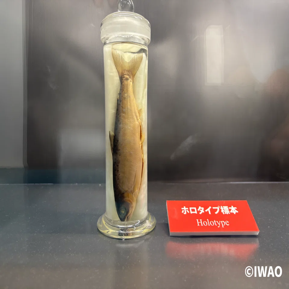 淡水魚から見る世界の湖沼ー琵琶湖博物館企画展示｜IWAO 博物館巡りの