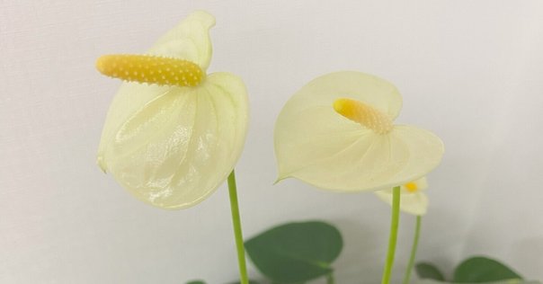 Anthurium carlablackiaeという魅力的な品種について｜Keita