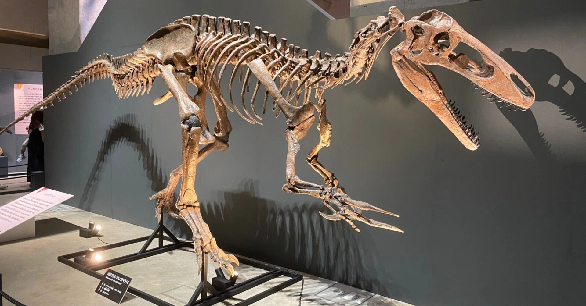 2025 特別展・獣脚類（2）｜theropodさん
