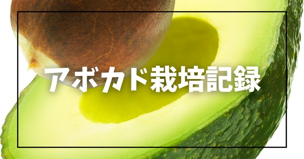 一般人が本気でアボカド栽培に挑戦してみた⑩[野菜売り場の
