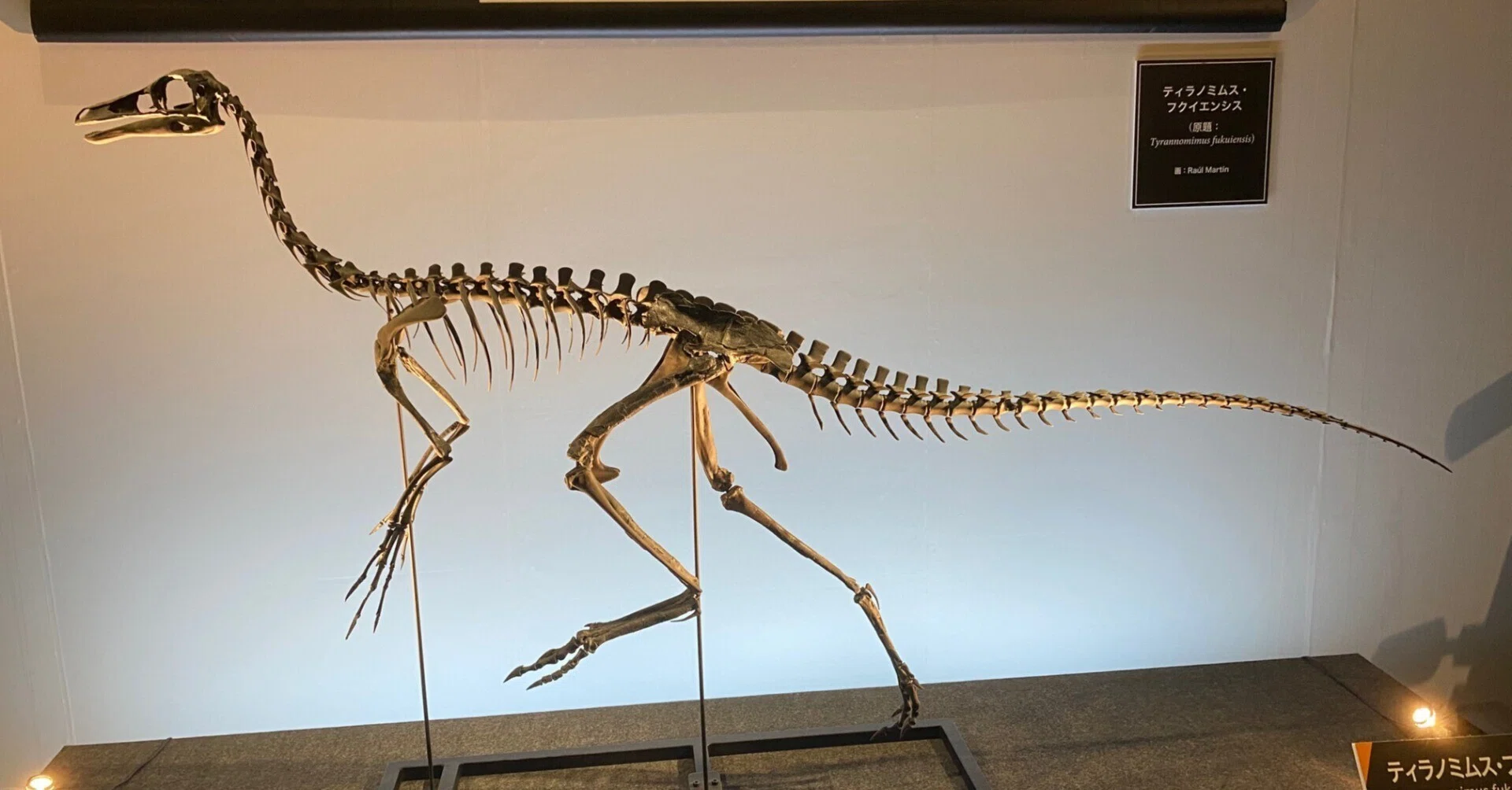 2025 特別展・獣脚類（3）｜theropodさん