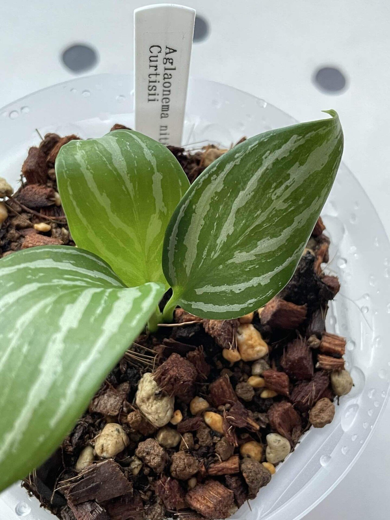 レオンが大切にしていた｜oka