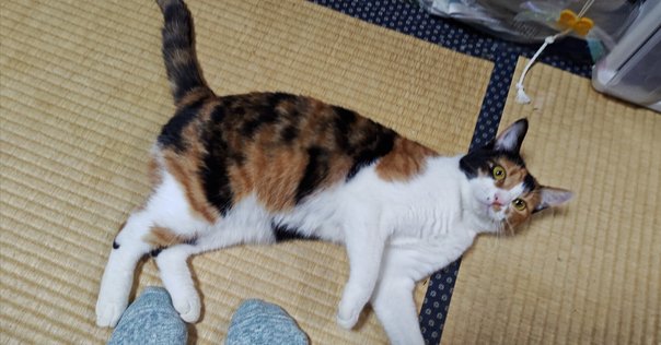 泥棒猫｜ノリノリ