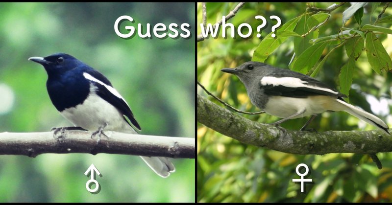 香港觀鳥 香港の野鳥たち 迷鳥 コンサル 香港帰任 Note