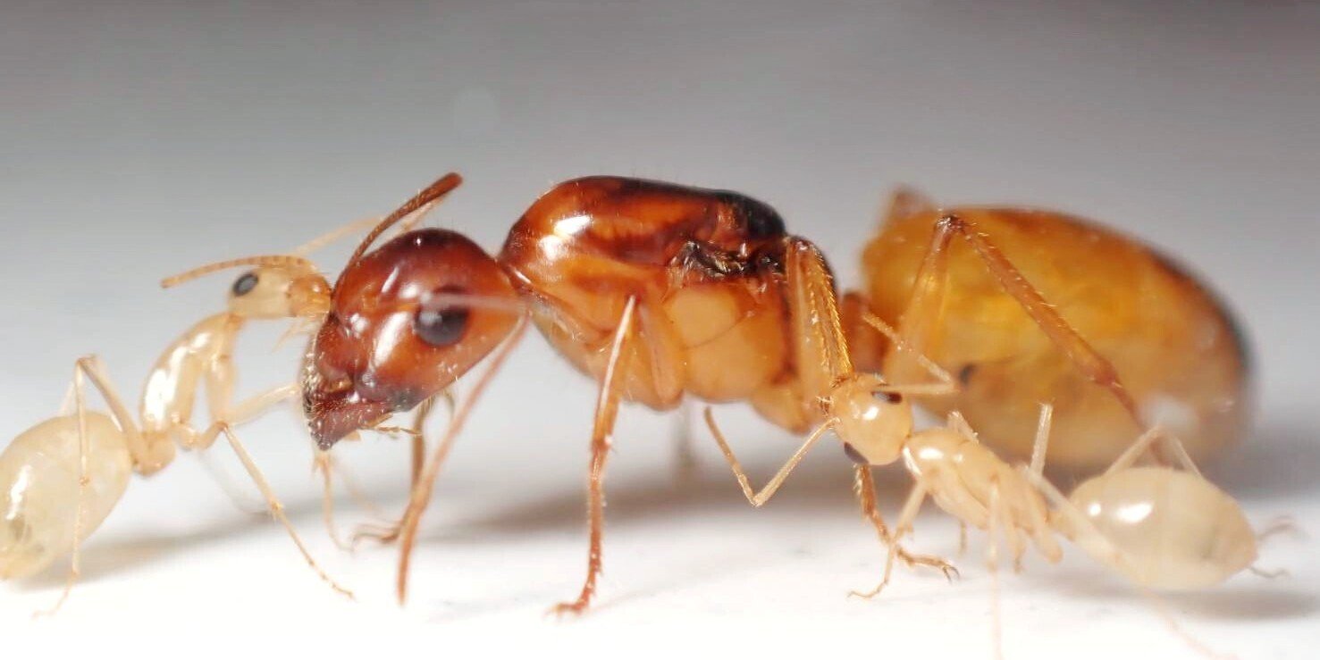 アリ紹介｜アリさんニキ｜note