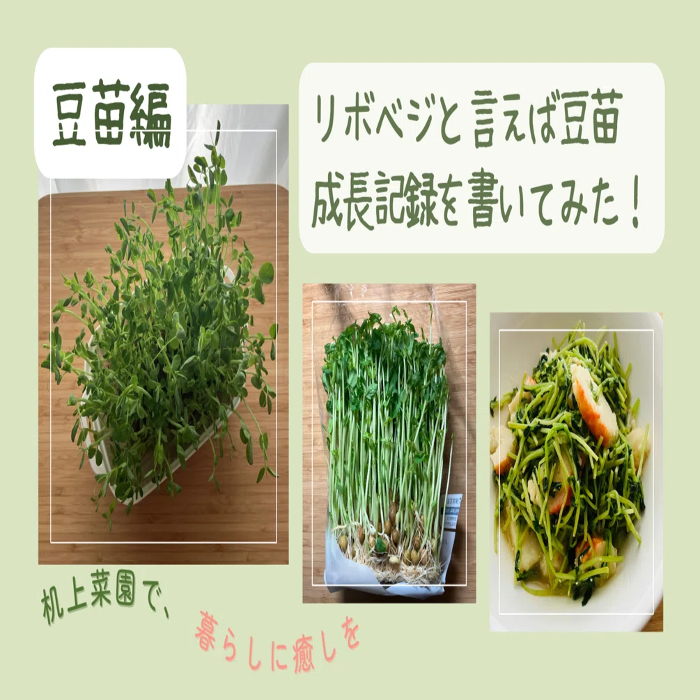 豆苗の成長記録｜【リボべジ初心者】おすすめ野菜No.1！その理由と