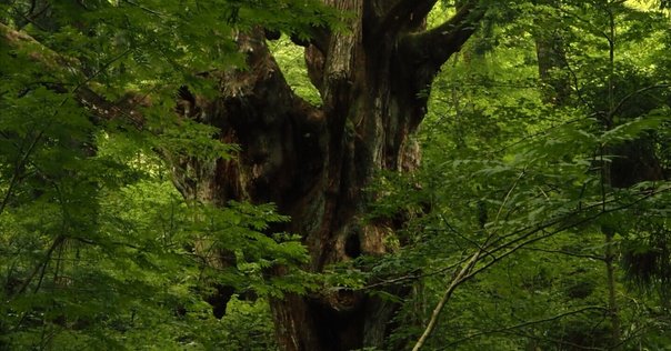 舟生厚という彫刻家⑤ ―― 境界のあわいに立つ《森の住人