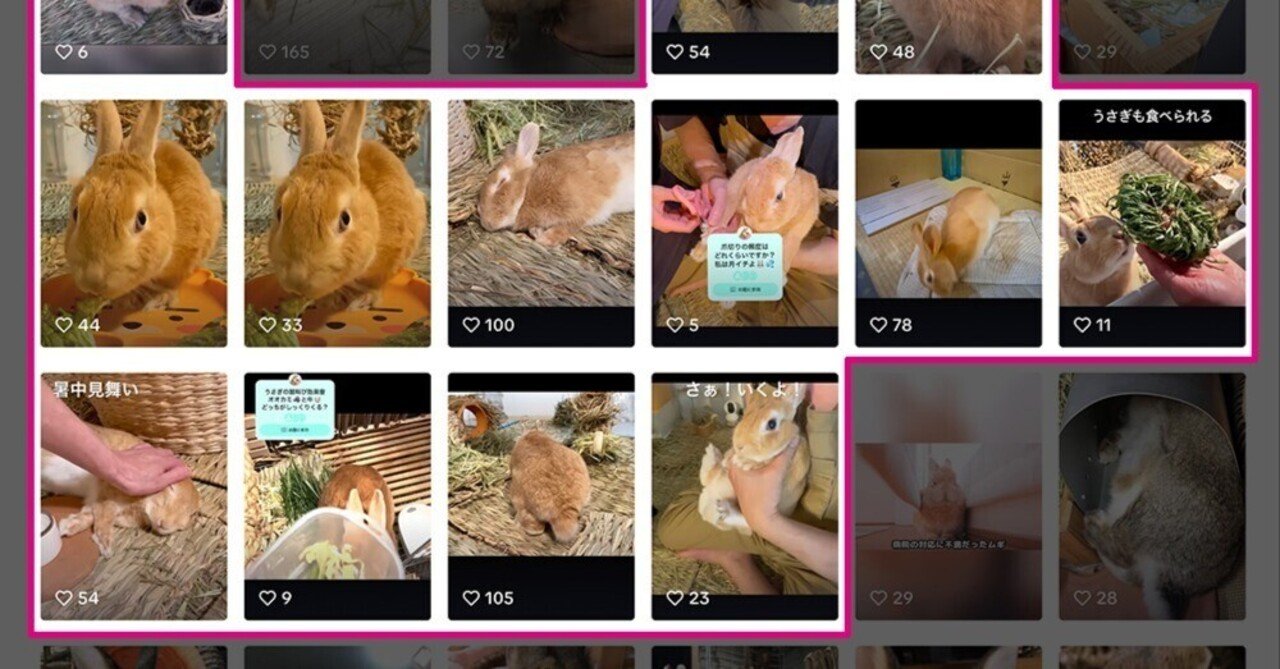 TikTokライブ　非売品うさぎ うさぎ動画がTikTokでパクられた…対策はないものか？｜うさぎのうみ