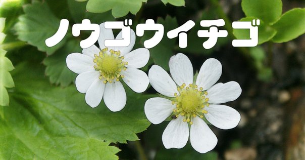 絵画　赤蕎麦の花 2024.10.07 赤い蕎麦の花｜日本花卉文化株式会社