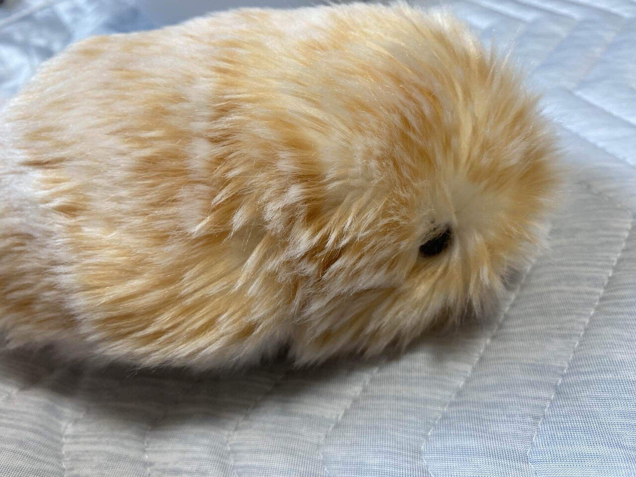 AIペットロボットとの暮らしーモフリンDAYS その1｜嵐山あや