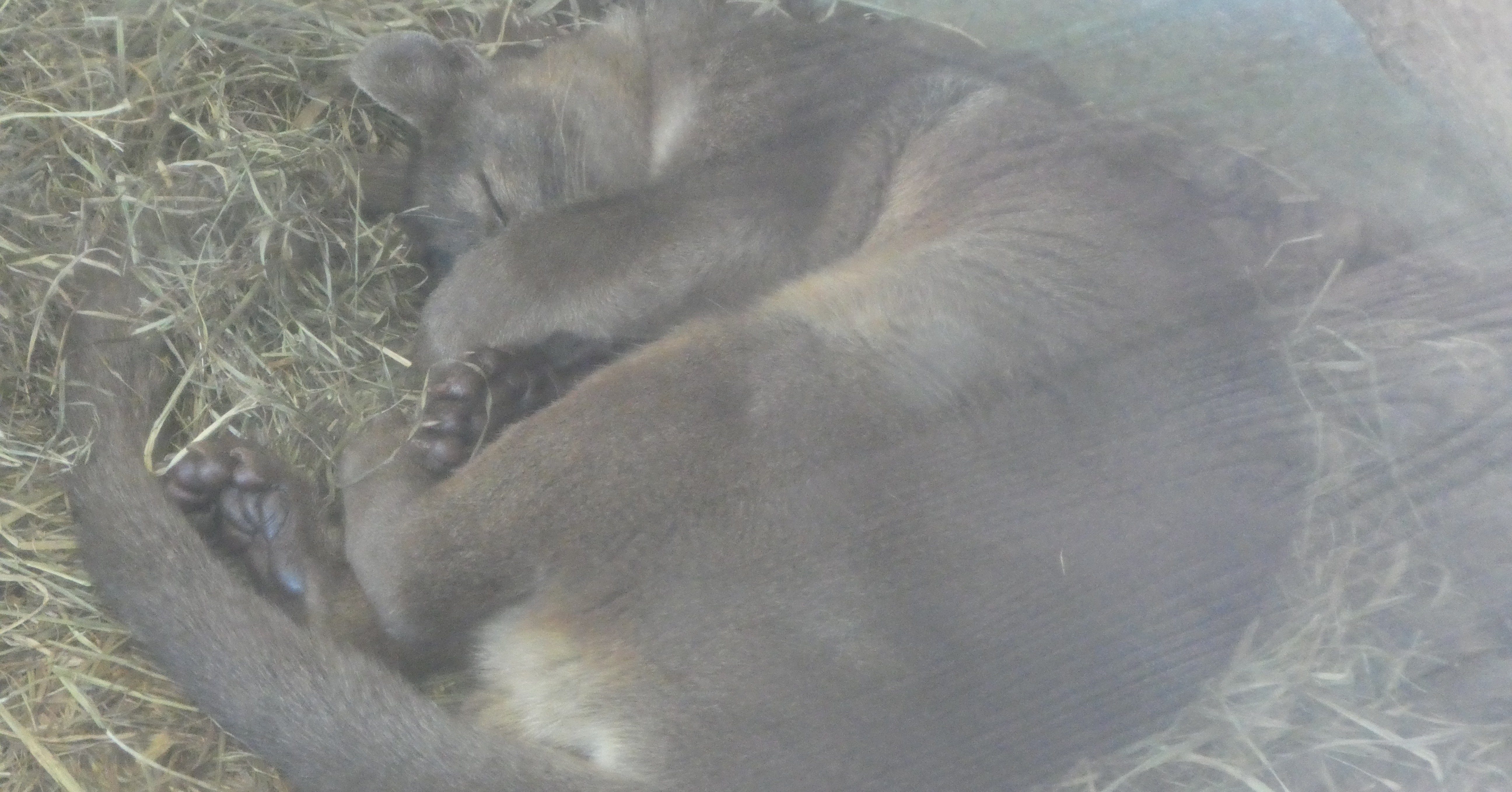 上野動物園で見られる パンダより珍しい動物 白井オオカミ Note
