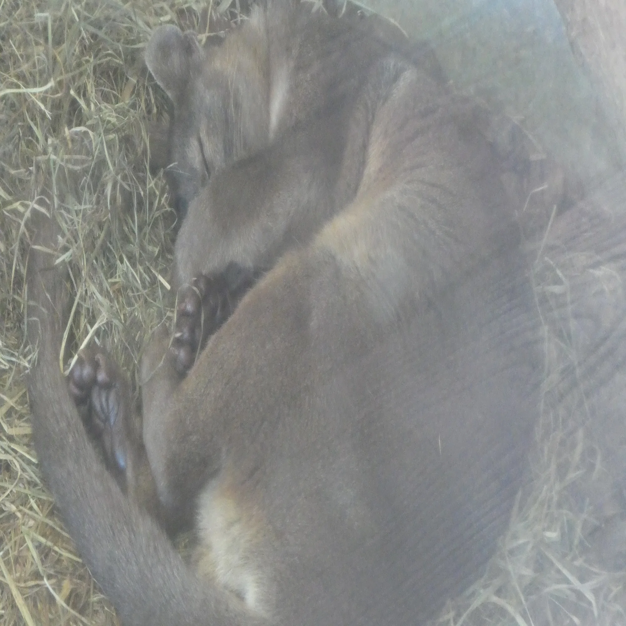 上野 動物園 珍しい 動物