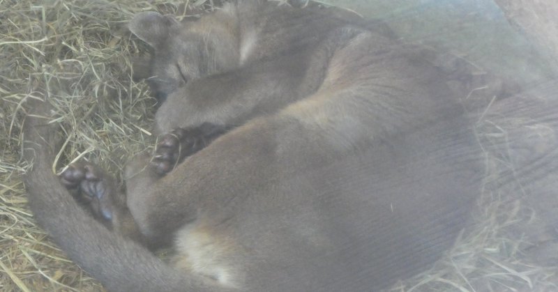 上野動物園で見られる パンダより珍しい動物 白井オオカミ Note