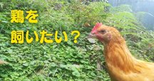 ひめうずら研究室 成鳥用配合飼料 4kg 鳥 餌 ヒメウズラ ひめうずら 配合飼料 雛用と成鳥用セット ヒメウズラ餌 鳥餌 姫