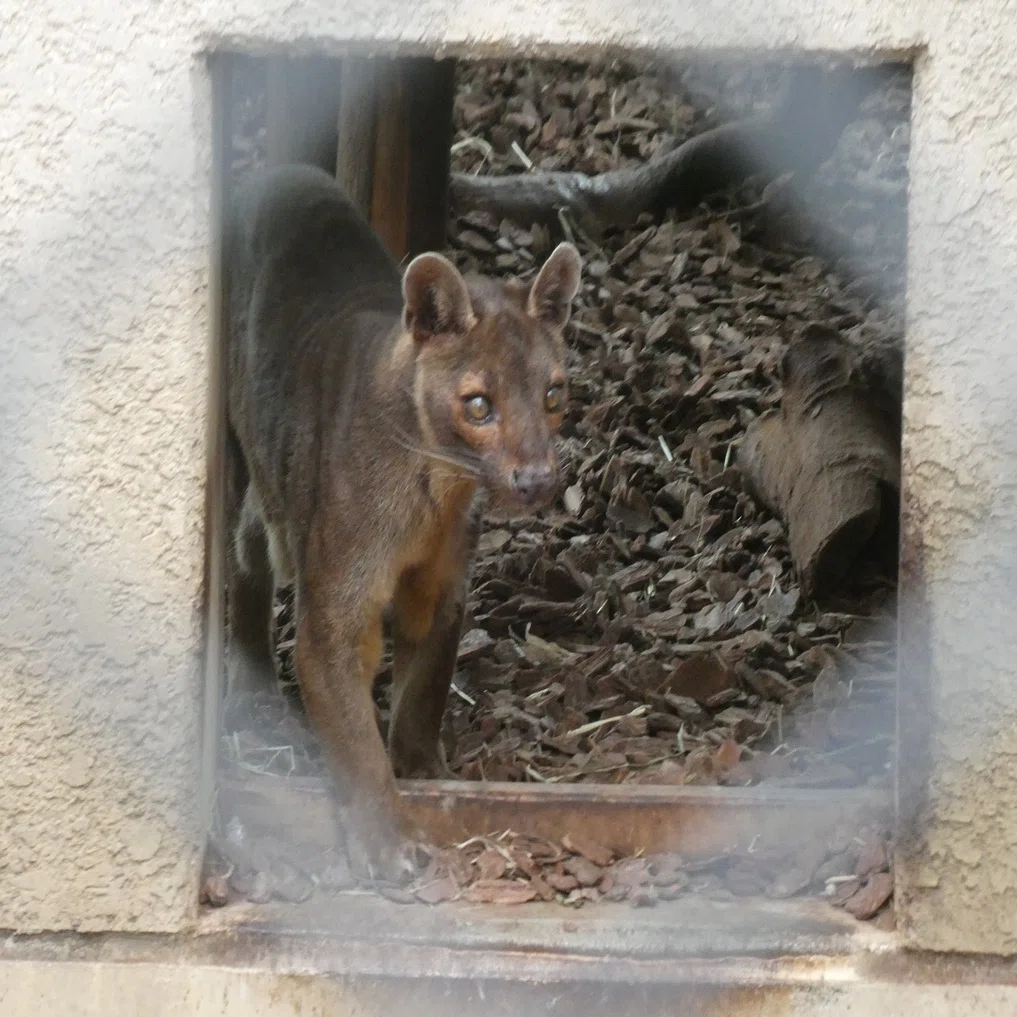 上野 動物園 珍しい 動物