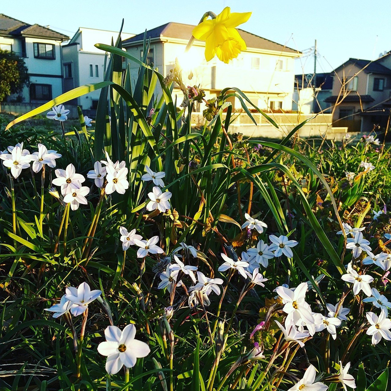 道端の花からの妄想 サラリーマンオヤジギタリスト しのびん Note 道端の花からの妄想 サラリーマンオヤジギタリスト しのびん Note