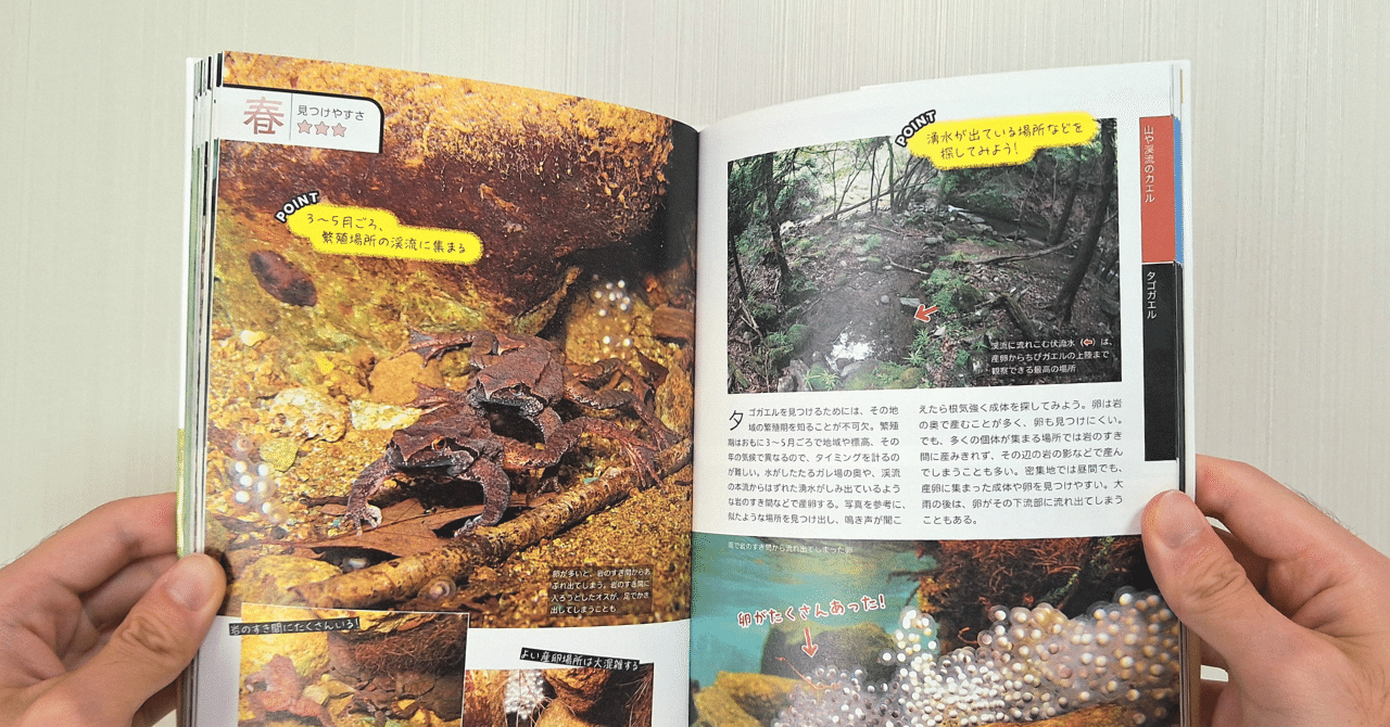 カエル好きが、心からおすすめするカエル本。｜ヤマケイの本