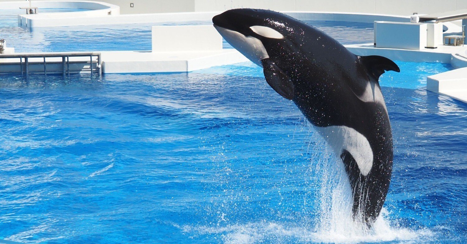 シャチ（オルカ）の写真集│シャチ（オルカ）の写真素材【神戸須磨シー