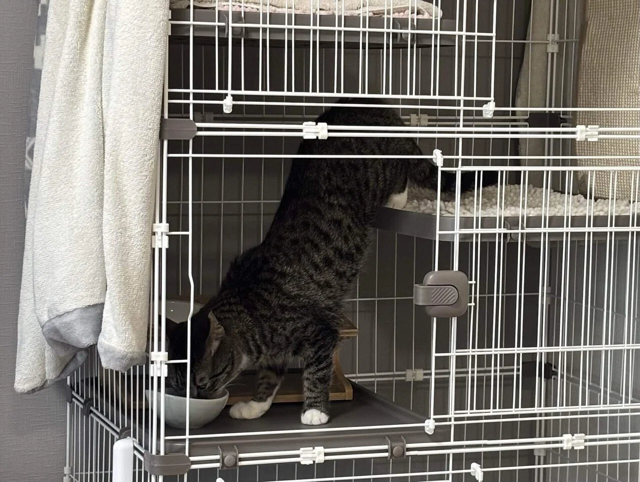 保護猫トライアル！これでバッチリお迎え準備』 #保護猫ルルちゃんと