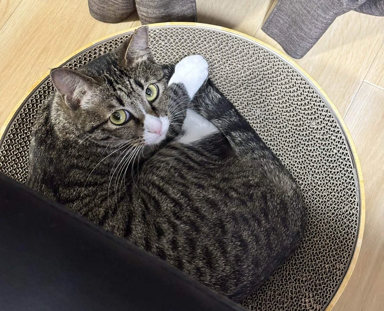 保護猫トライアル！これでバッチリお迎え準備』 #保護猫ルルちゃんと