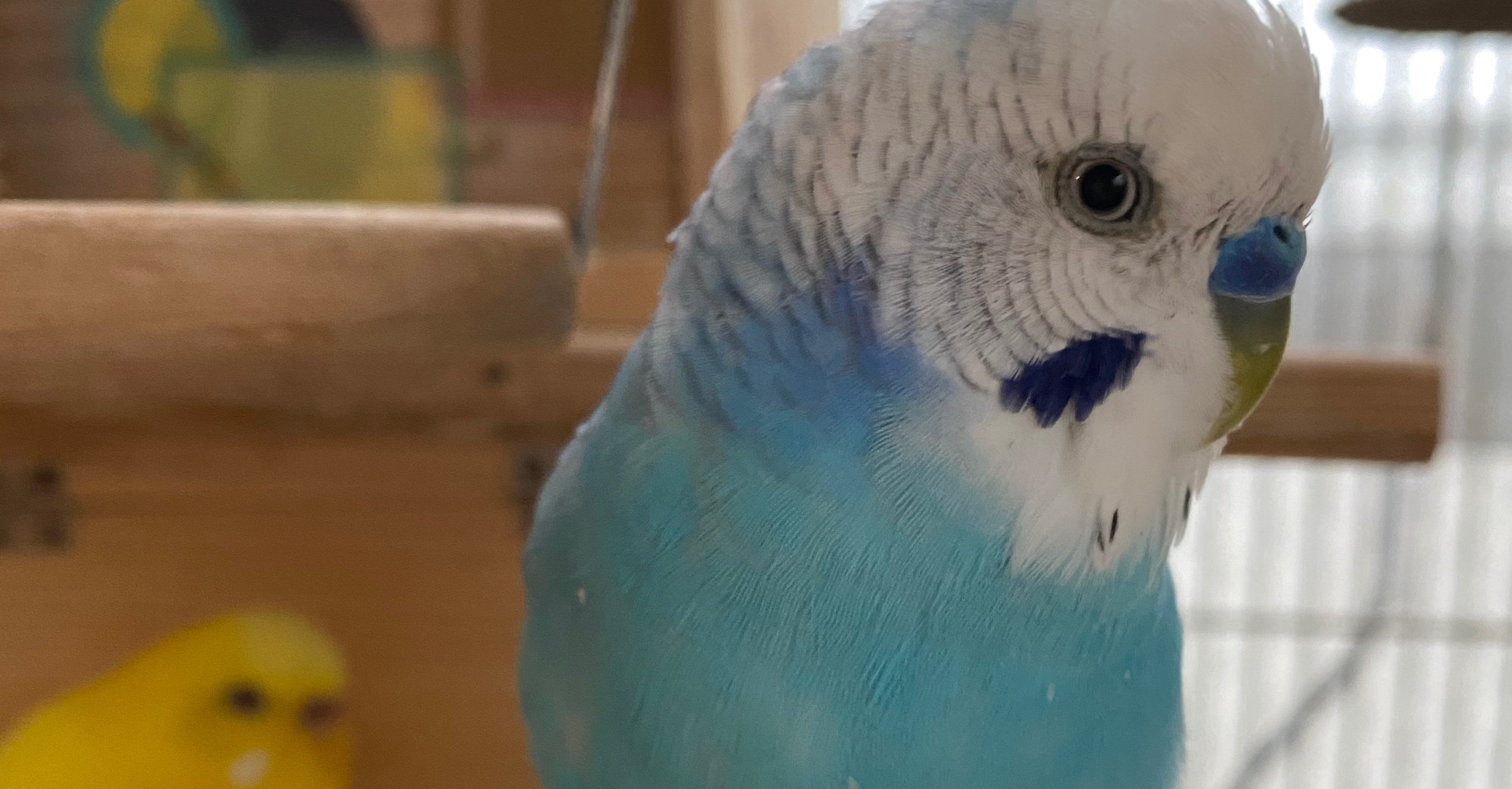 毎朝 掃除機かける習慣を身につけたければ 鳥を飼うとよい りあこ Note