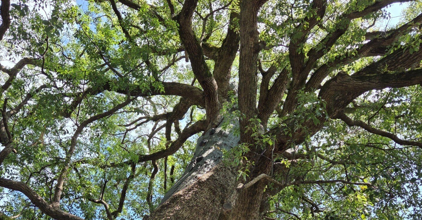 被爆80年】ナガサキの空の下、被爆クスノキに見る”葉陰の癒し”と”無言